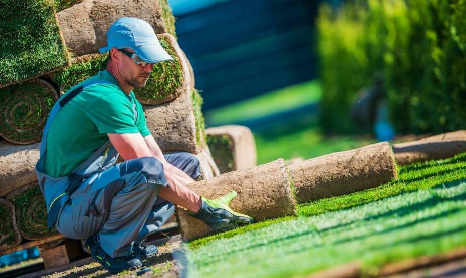 Różnice między trawą w rulonach a siewem nasion – co warto wiedzieć?