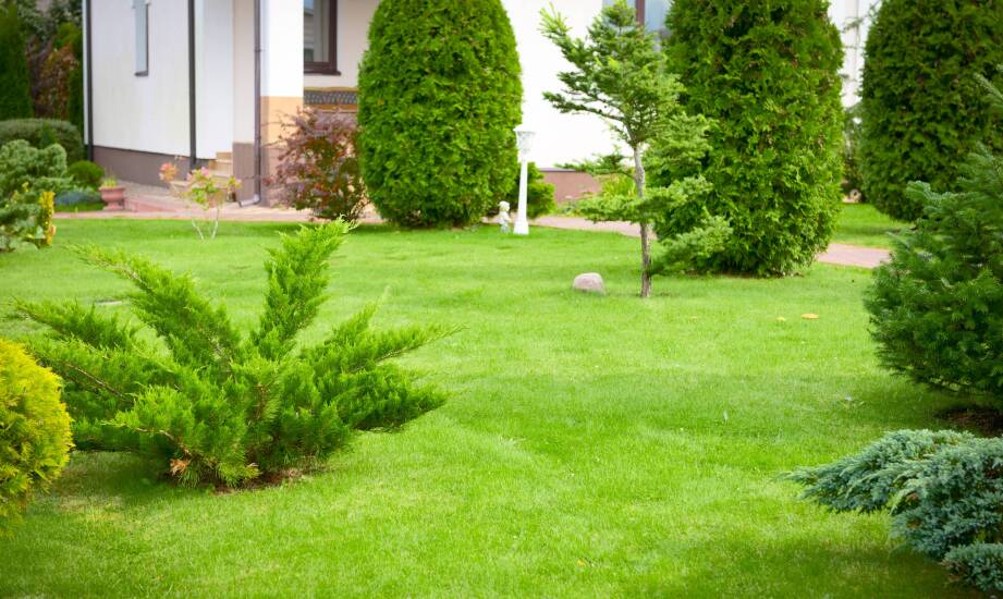 Jak nasiona traw na trawnik wpływają na równomierny wzrost i gęstość darni?