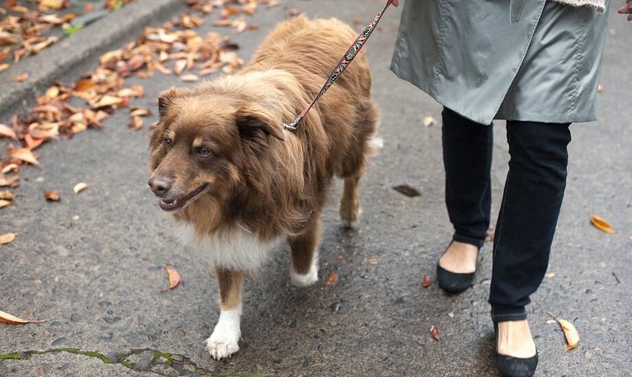 Znaczenie regularnych spacerów i zabaw w długoterminowej opiece nad psem