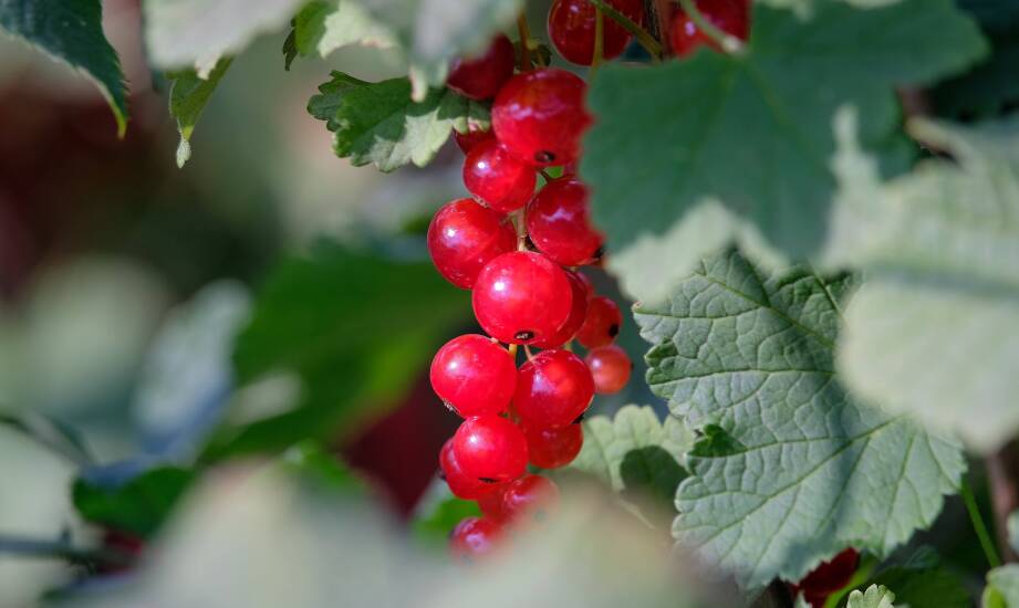 Sadzonki porzeczki w aranżacji ogrodu – estetyka i funkcjonalność