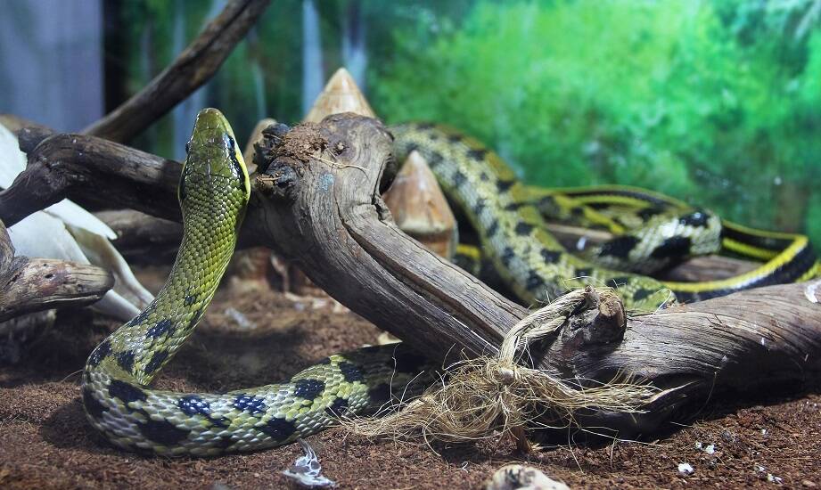 Jakie podłoże do terrarium sprawdza się w przypadku węży?
