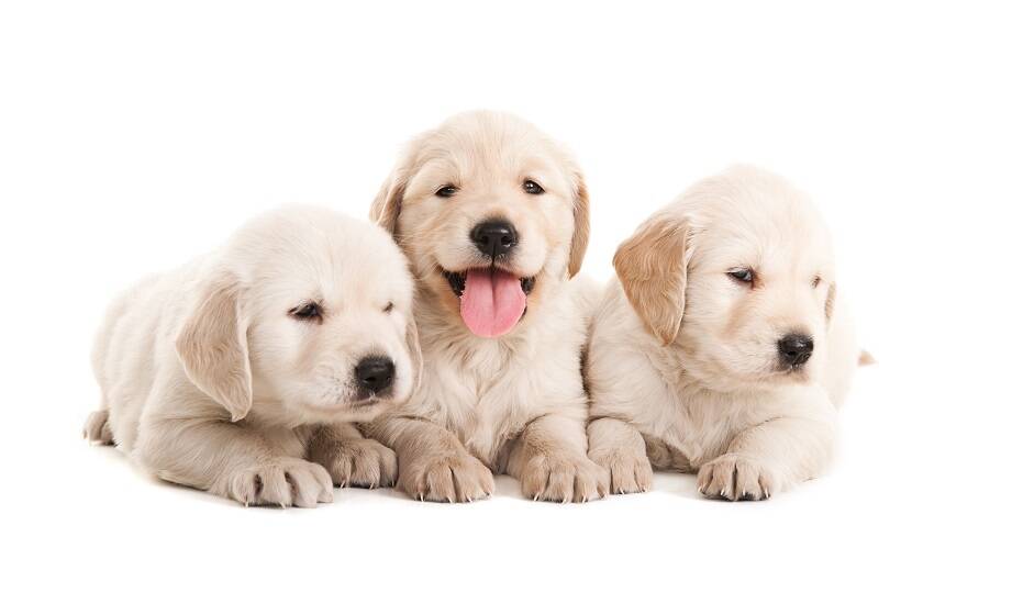 W jaki sposób behawiorysta zwierzęcy z Wrocławia może pomóc w socjalizacji szczeniaka?