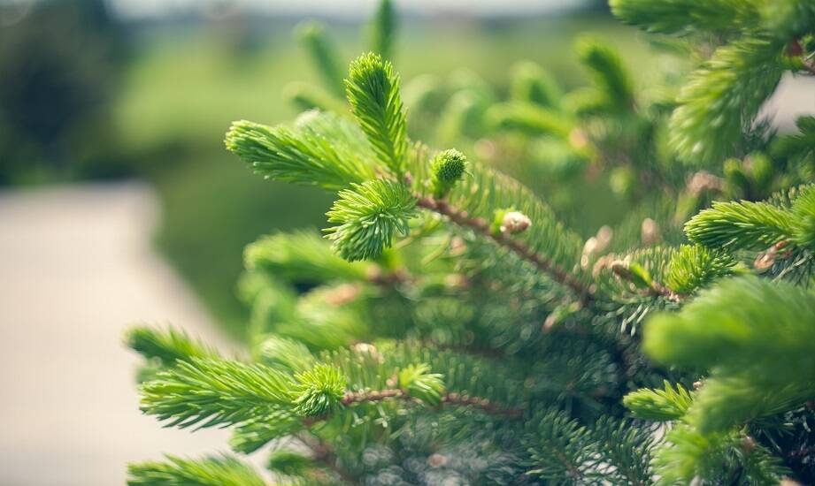 Świerk pospolity - jakie ma znaczenie w przydomowych ogrodach?