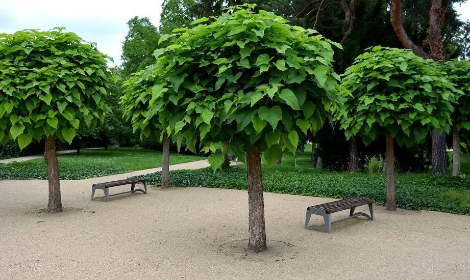 Wpływ katalpy na pniu na estetykę i funkcjonalność ogrodu