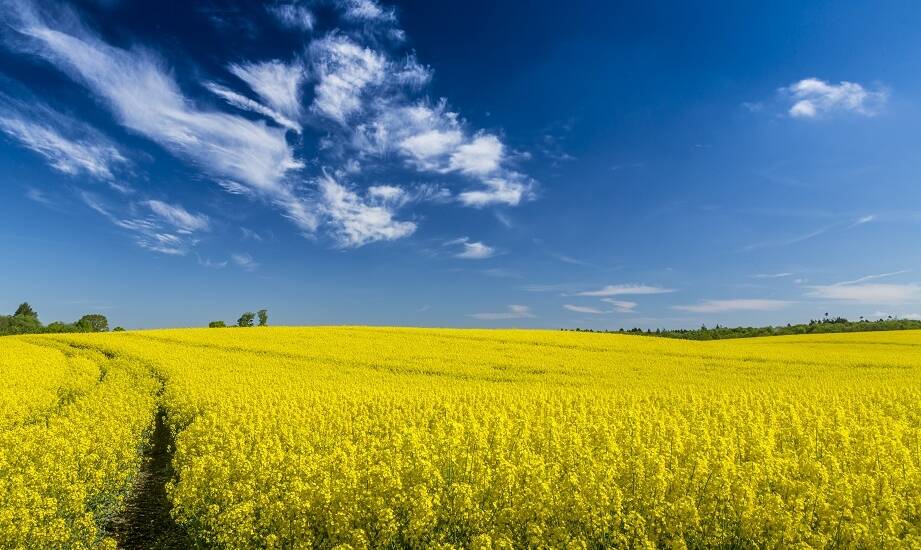 Wybór odpowiedniej suszarni do rzepaku: kluczowe czynniki do rozważenia