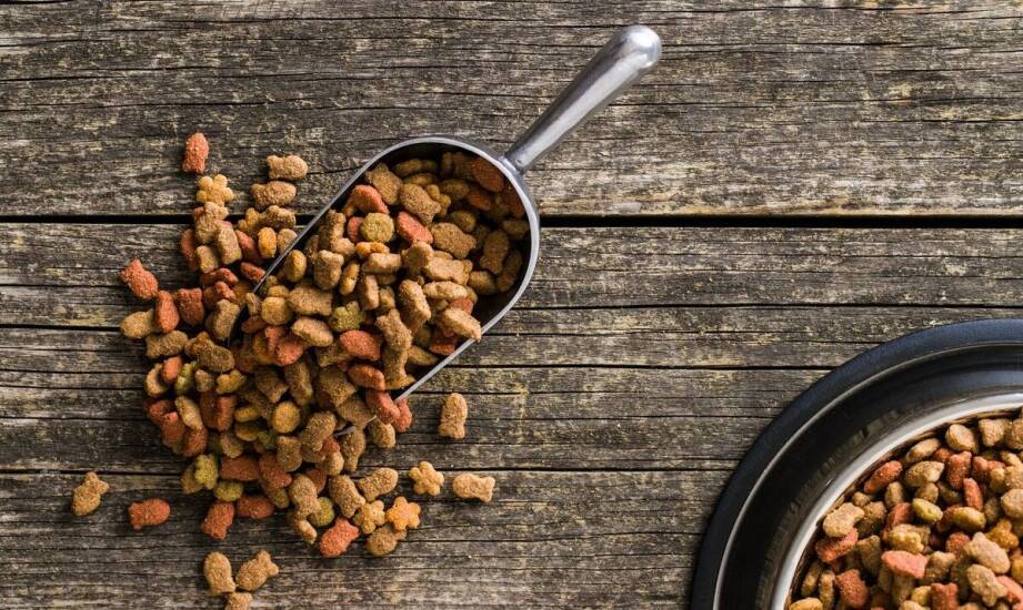 Dlaczego warto wprowadzić kurze łapki do diety psa? Główne zalety i wartości odżywcze