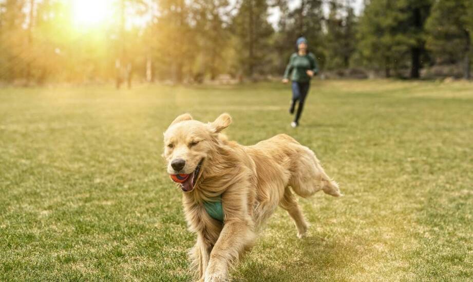 Jak ogony wołowe wspierają zdrowie i aktywność fizyczną psów wszystkich ras?