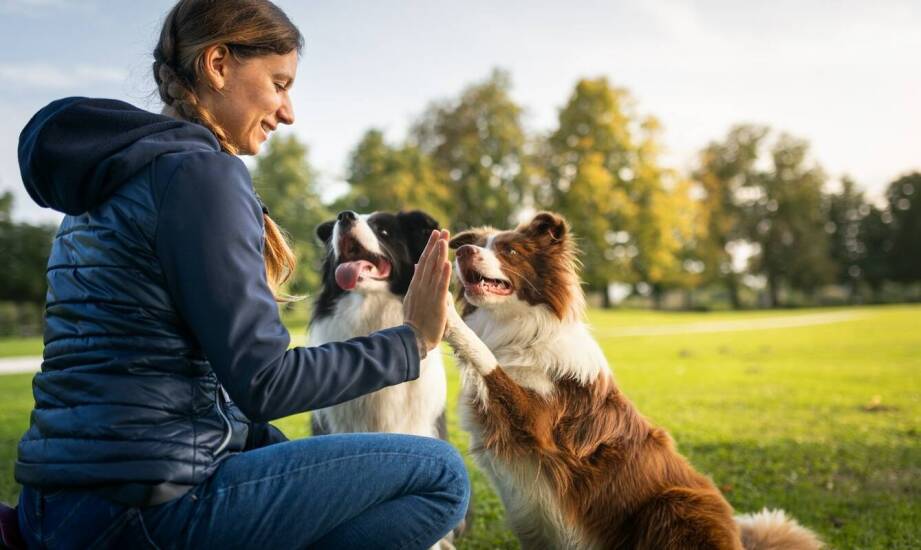 Jak zestawy przysmaków pomagają w adaptacji szczeniaka do nowego domu?