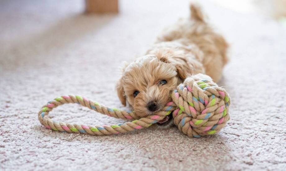 Gryzaki dla szczeniaka a ich wpływ na redukcję lęku separacyjnego