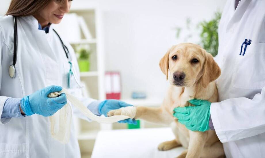 W jaki sposób weterynarz może pomóc w leczeniu chorób ortopedycznych u zwierząt?