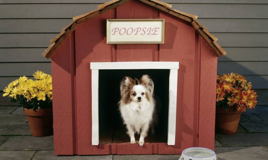 Co oferują nowoczesne hotele dla psów w zakresie opieki i rozrywki?