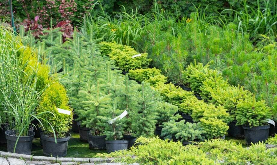 Jak dbać o młode sadzonki roślin iglastych?