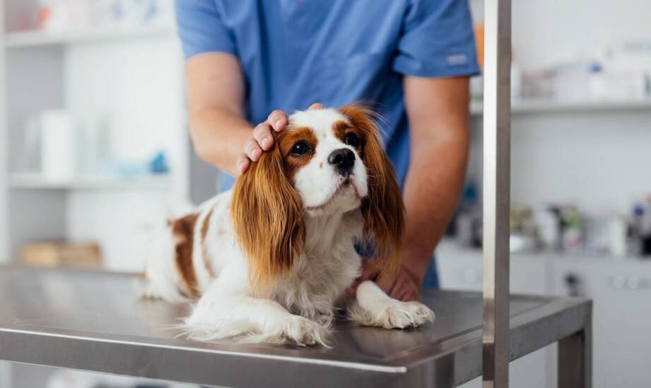 Jak weterynarz z Bemowa wspiera właścicieli w przygotowaniach do podróży z pupilem?