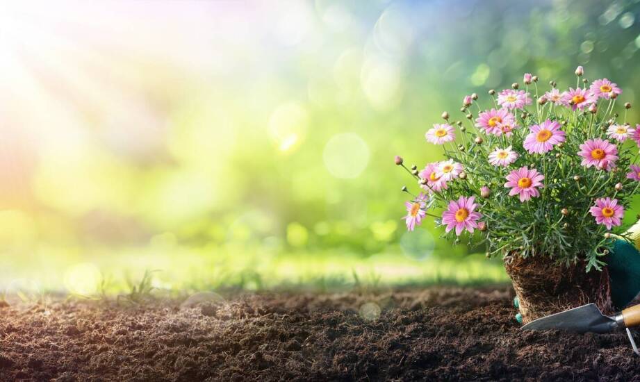 Zastosowanie płótna ogrodniczego w ochronie roślin przed szkodnikami