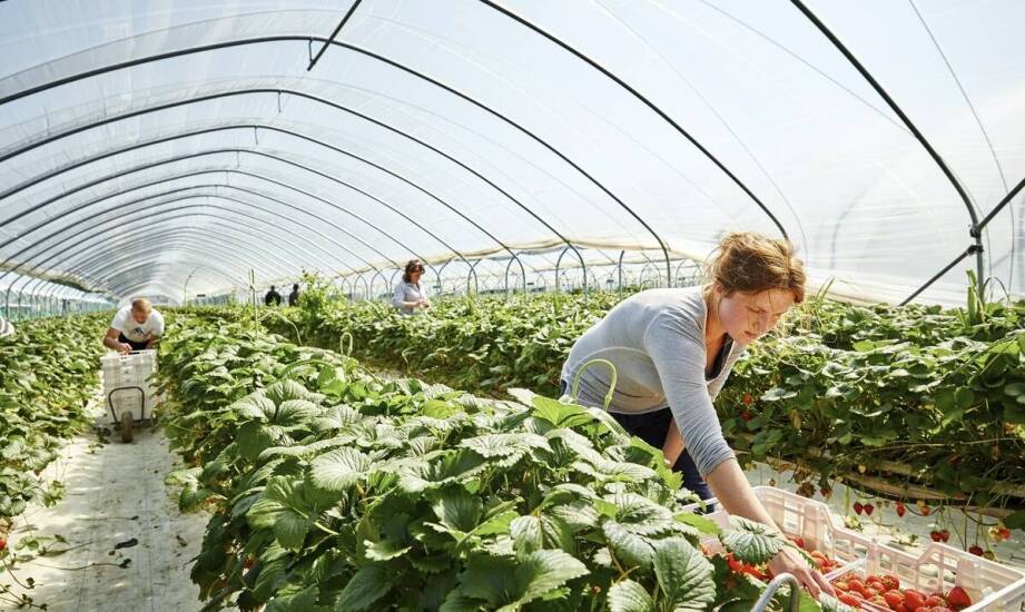 Praca w Holandii a kwestie zakwaterowania dla pracowników szklarni