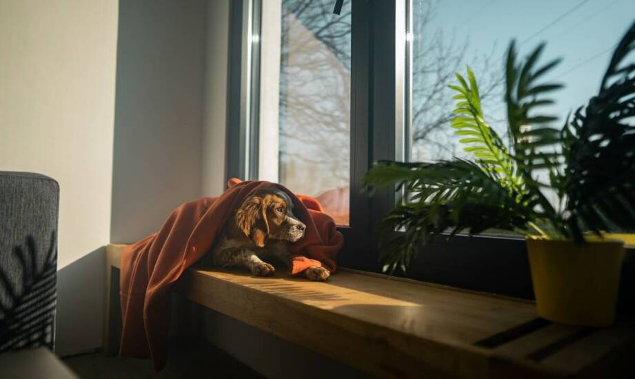 Olejki konopne a ich rola w terapii alternatywnej dla zwierząt