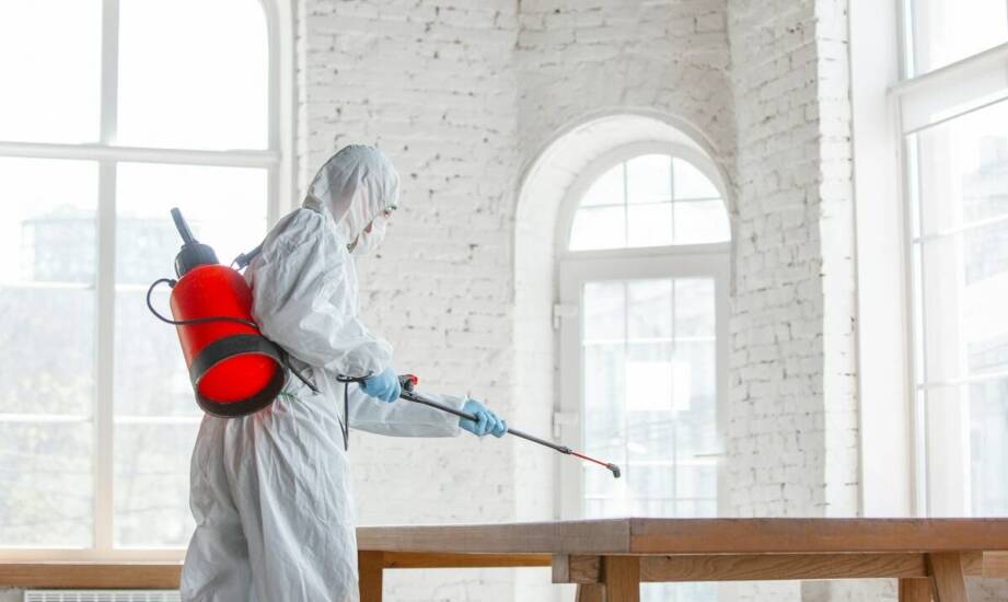 Jakie są etapy procesu fumigacji drewna i czego można się spodziewać?