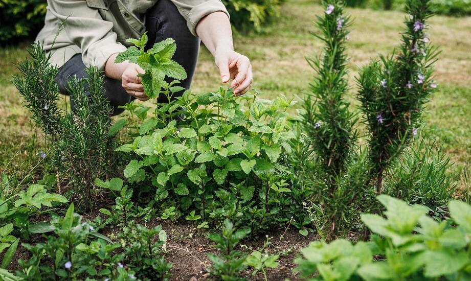 Zioła w Twoim ogrodzie: oferta centrum ogrodniczego