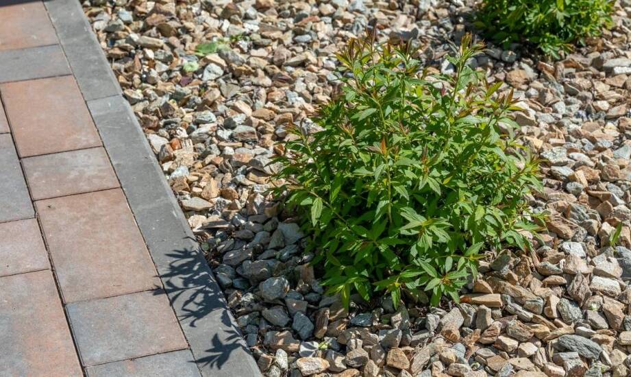 Jakie są najnowsze trendy w aranżacji ogrodów z krzewami trzmielina?