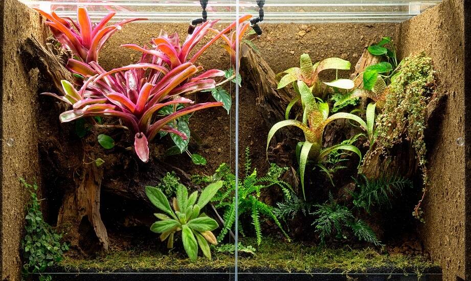 Generator mgły do terrarium jako kluczowy element aranżacji tropikalnego środowiska