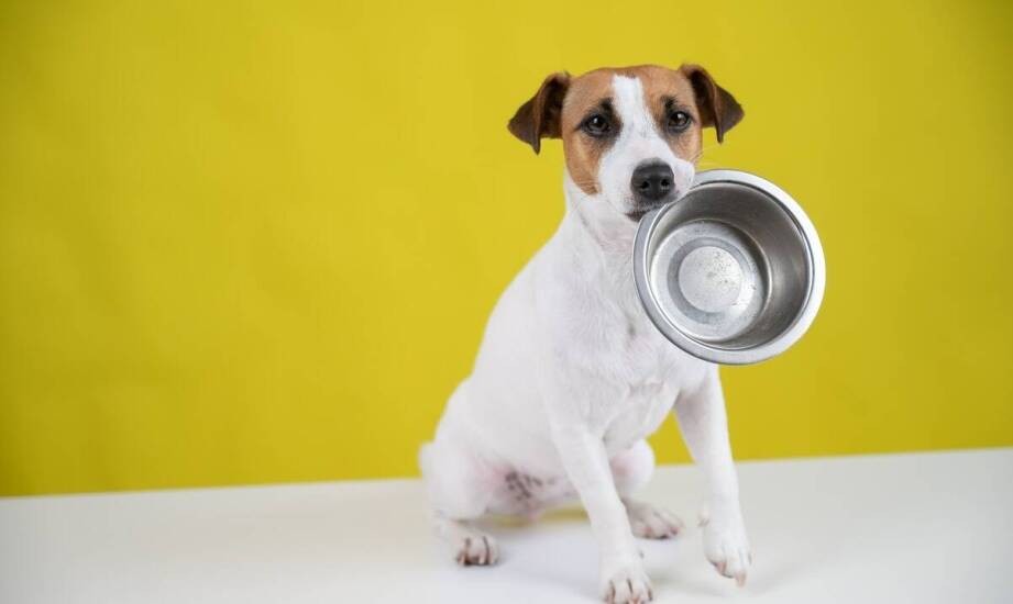 Jakie są zalety diety BARF z kaczką dla psów seniorów?