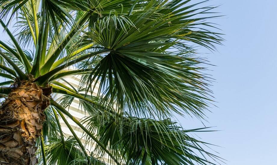 Czy waszyngtonia robusta nadaje się do uprawy w chłodniejszym klimacie?