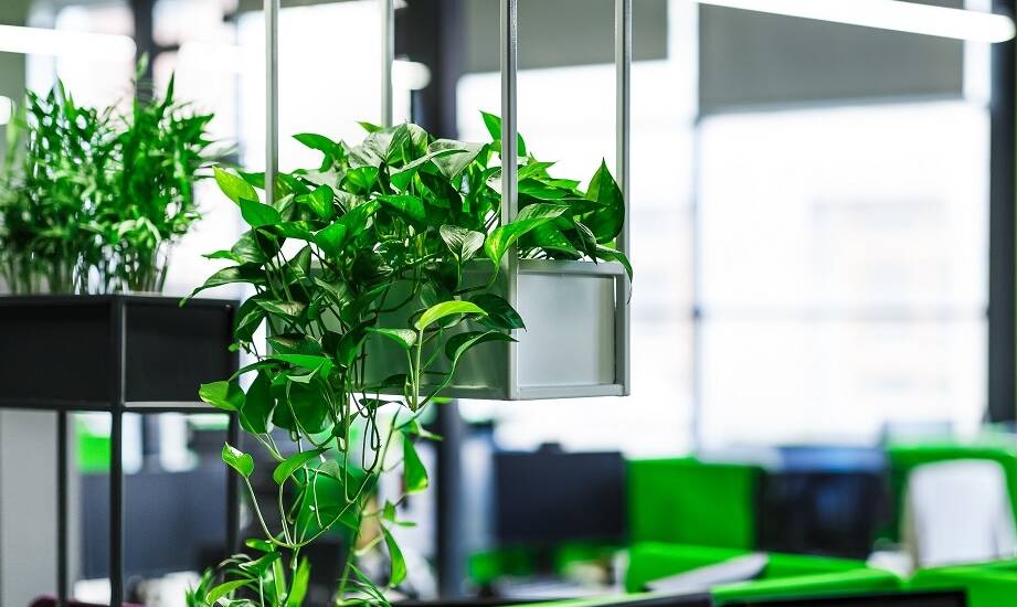 Jak wprowadzić zieleń do biura?