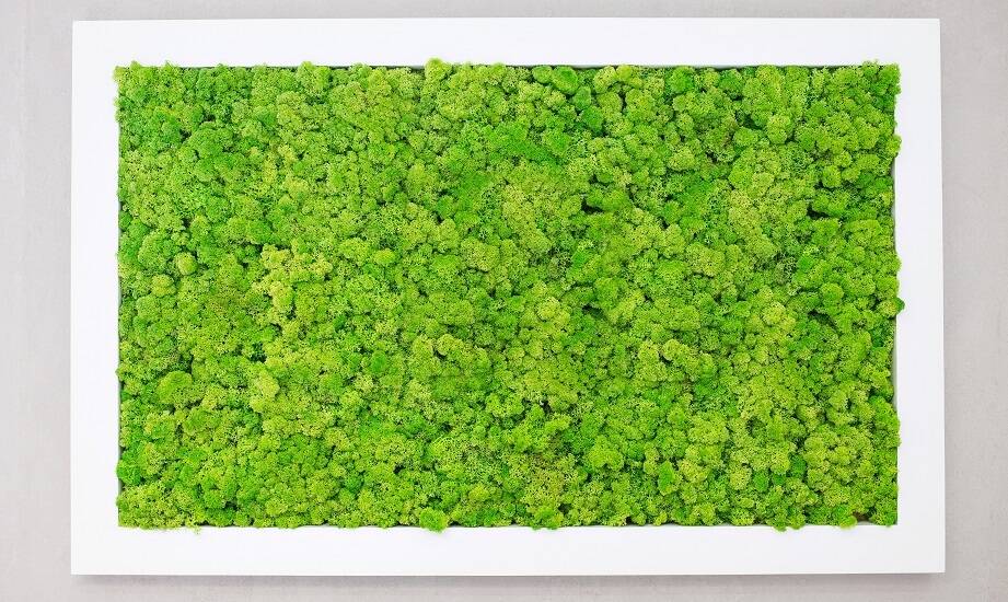 Ściany i obrazy z chrobotka — jakie panele wybrać do biura?