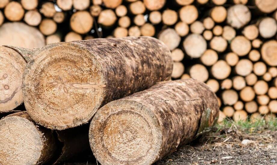 Zalety wyboru drewna liściastego do palenia w kominku