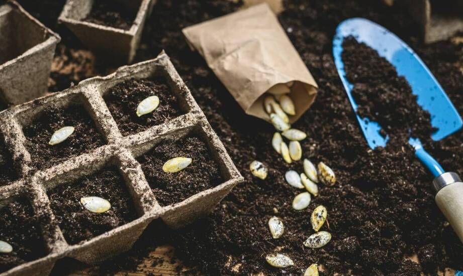 Jakie są korzyści z wyboru nasion brokuła Andersia dla profesjonalnych hodowców?