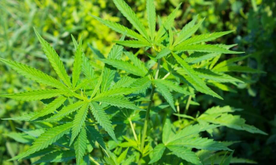 Fast Critical Skunk: zastosowanie w bioremediacji zanieczyszczonych gleb