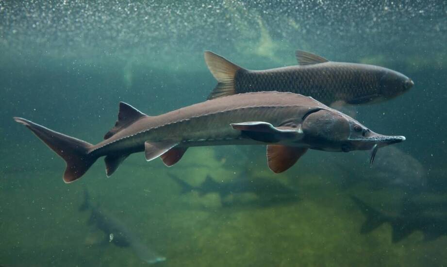 Jak przechowywać pokarm dla glonojadów, aby zachować jego świeżość?