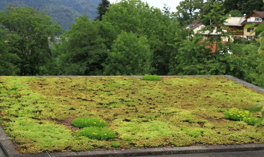 Rola zielonych dachów w retencji wody deszczowej i jej znaczenie dla środowiska