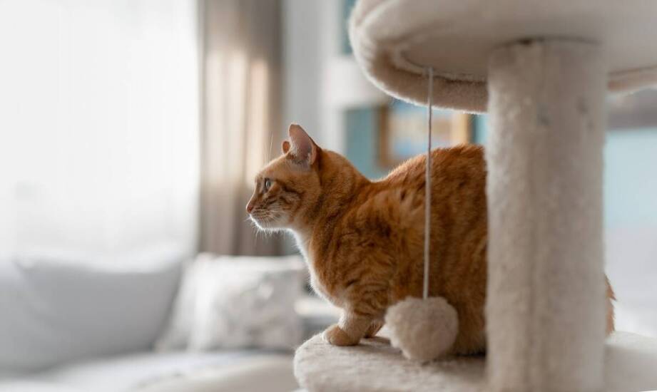 Rola diety w rekonwalescencji kota po sterylizacji u weterynarza w Suchym Lesie