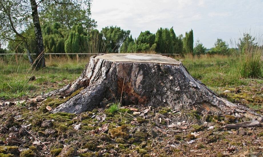 Znaczenie frezowania pni w utrzymaniu estetyki terenów zielonych