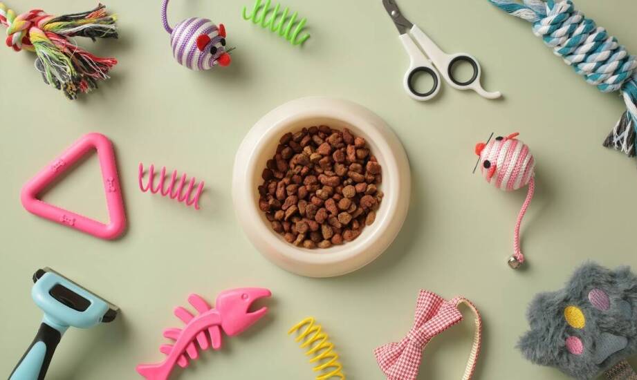 Spacery z psem w Płocku - jak zapewnić bezpieczeństwo i komfort Twojemu pupilowi?