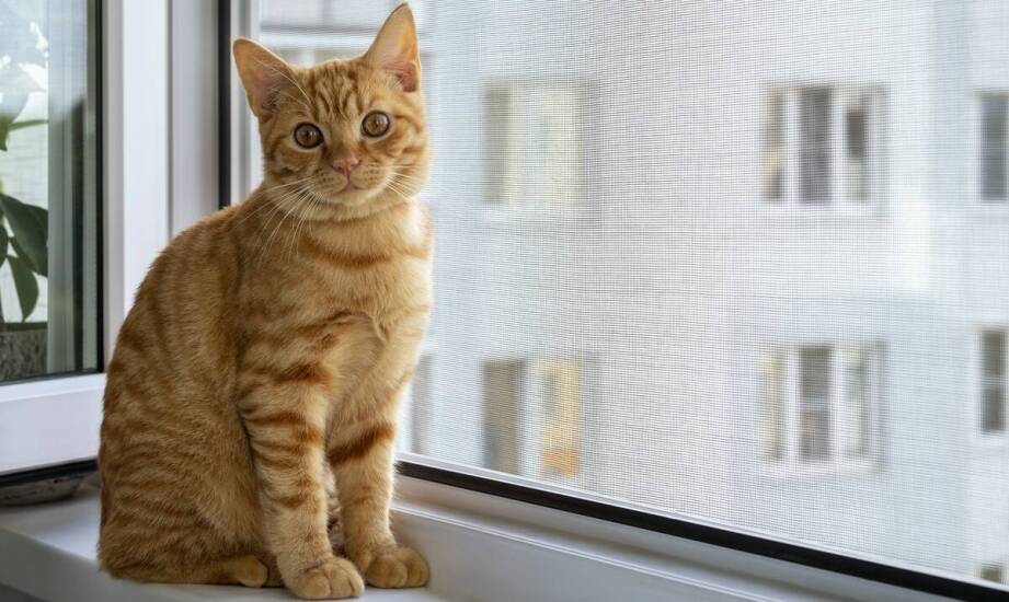 Jak echo serca wspomaga diagnozowanie wrodzonych wad serca u kotów?