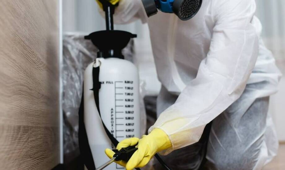 Efektywność zintegrowanych strategii w likwidacji szczurów