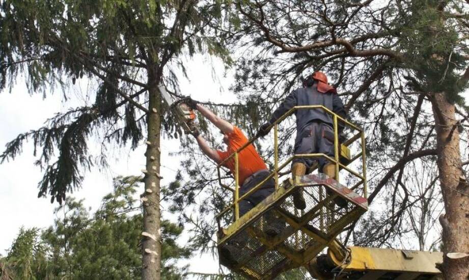 Wpływ profesjonalnej wycinki drzew na bezpieczeństwo mieszkańców