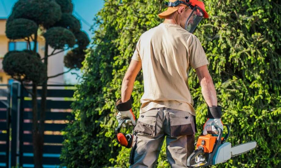 Usługi przycinania drzew a bezpieczeństwo infrastruktury miejskiej