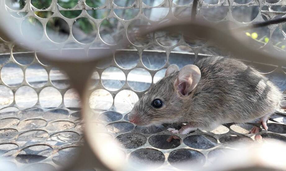 Skuteczne strategie deratyzacji w obiektach wielkopowierzchniowych