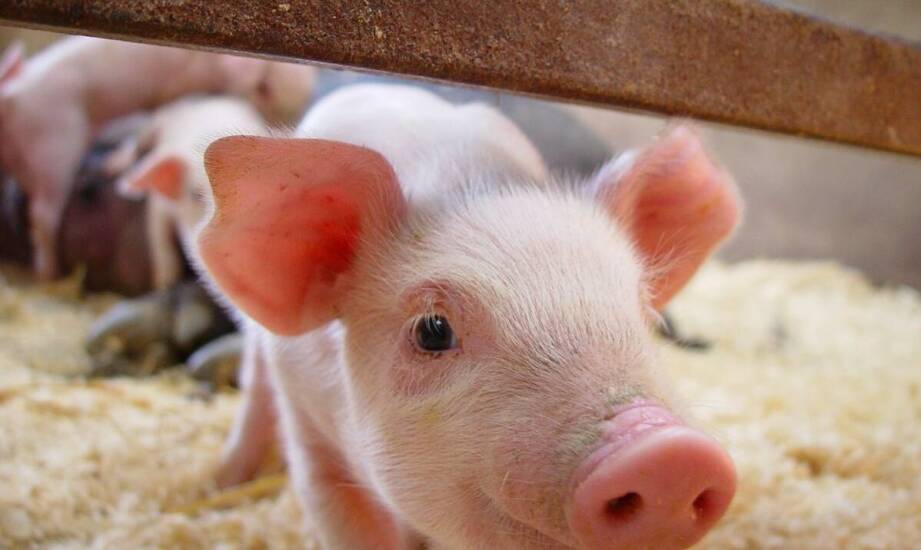 Efektywność stymulatorów wzrostu w poprawie przyrostu masy trzody chlewnej