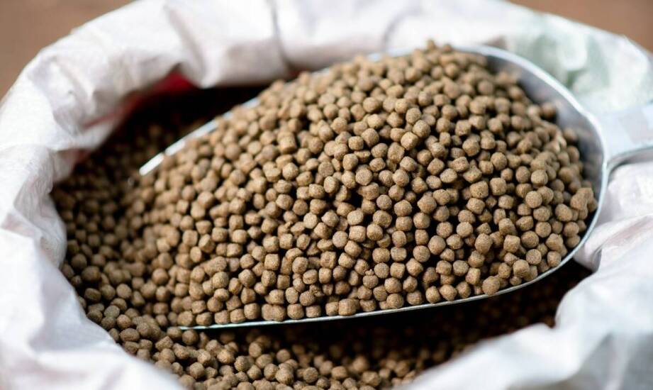 Jak ocenić jakość karmy pod kątem zawartości białka dla psa?