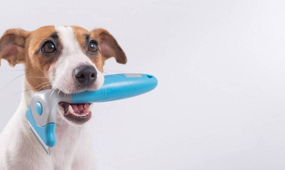 Jakie korzyści płyną z połączenia obroży elektrycznych z lokalizatorami GPS?