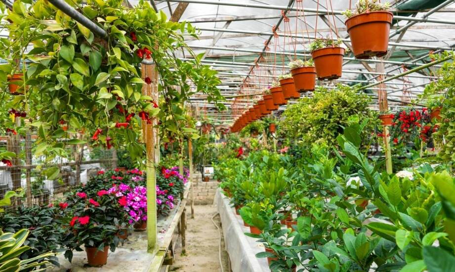 Jak zmieniają się opinie o pracy w szklarniach z perspektywy czasu?