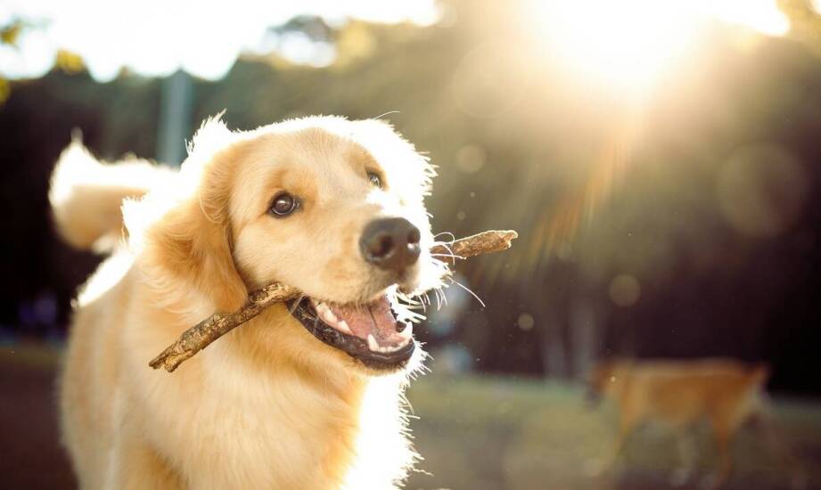 Jakie zabawki dla psów są najlepsze do nauki aportowania?