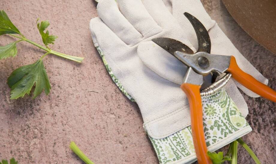 Wynajem sekatorów ogrodowych – elastyczne opcje dla profesjonalistów i amatorów