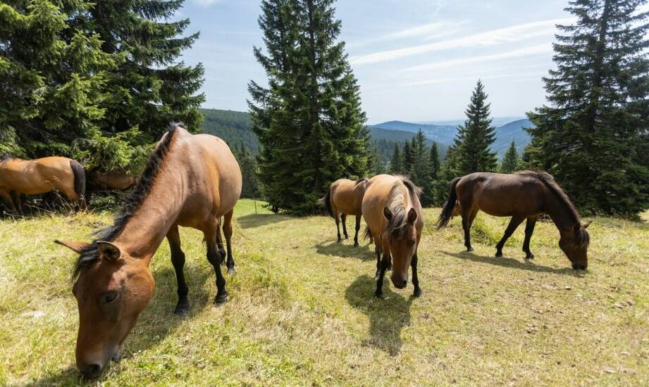 Wzorce rasowe w hodowli kangali: Co warto wiedzieć?