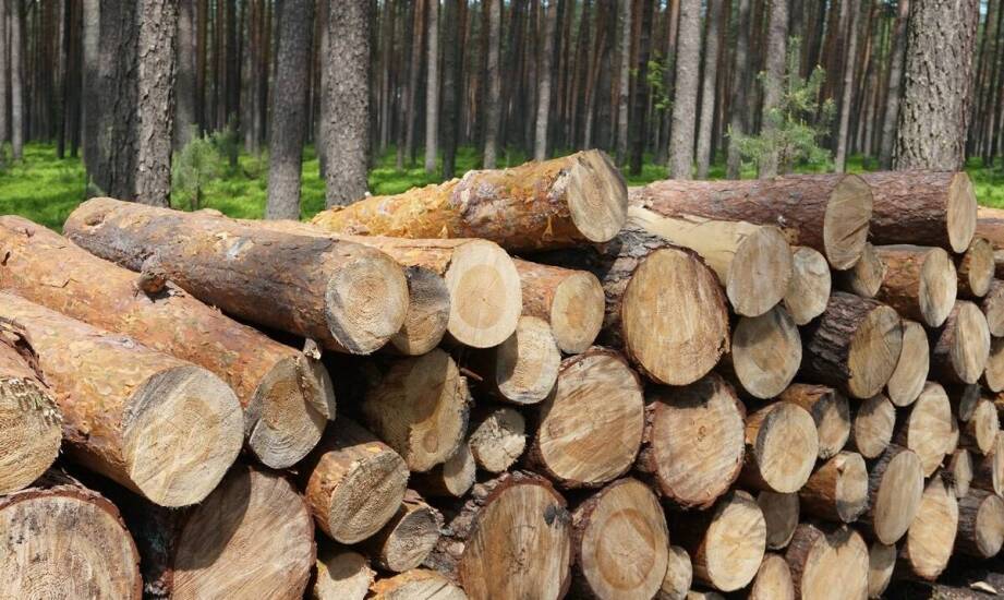 Logistyka transportu drewna – wyzwania i rozwiązania
