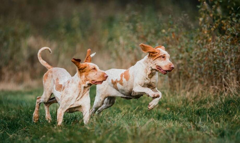Jak odpowiednia socjalizacja wpływa na zachowanie Bracco Italiano w łowisku?